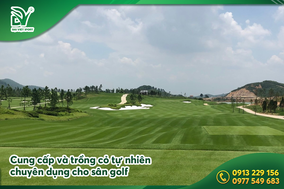 cỏ tự nhiên chuyên dụng cho sân golf